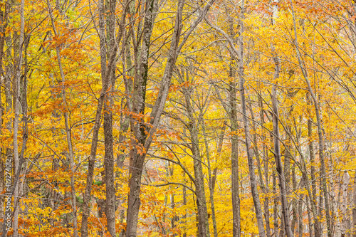 USA, Maine, Mt. Desert Island. Acadia National Park autumn foliage.