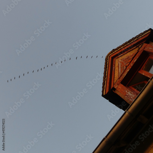 migration