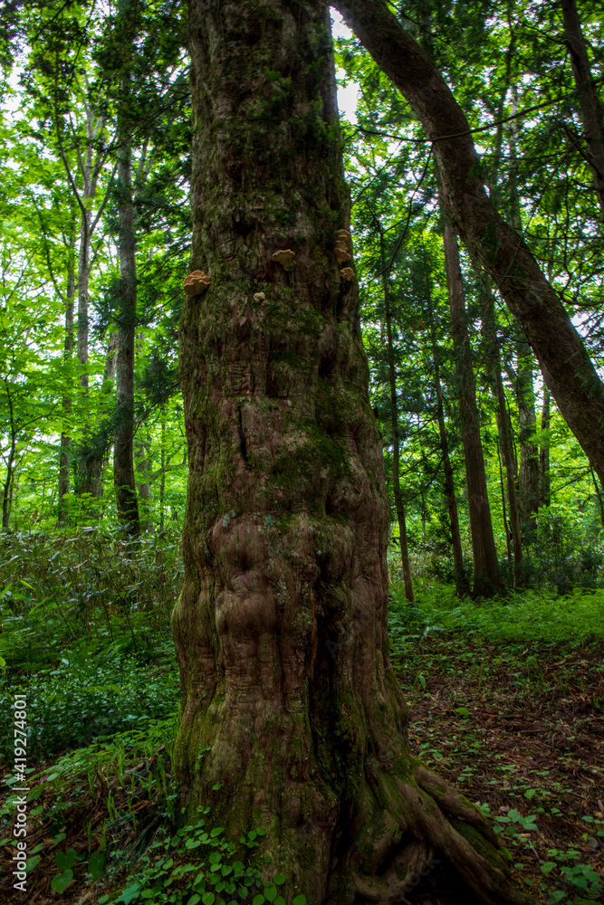 path in the forest path in the forest