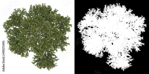 Top view of tree (Juniperus Occidentalis Rheingold) png with alpha channel to cutout 3D rendering	