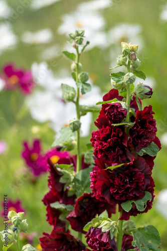 Fototapeta Naklejka Na Ścianę i Meble -  A deep crimson red snapdragon flower blooming in a garden. The leaves are a mint green colour. The flower petals have two lips on a long stem. The bottom portion is in full bloom with buds behind. 