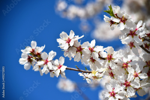almond flower in spring 