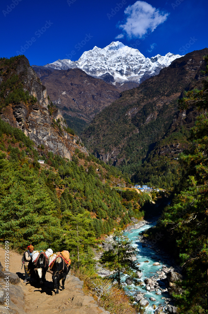 A sherpa and its yaks carrying goods on the trail from Lukla to Namche Bazaar, while Thamserku (6.608m) towers above the village of Benkar and the Dudh Koshi river, Solukhumbu, Nepal.