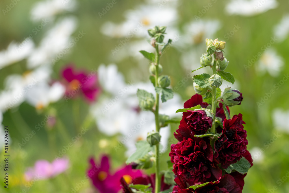 A deep crimson red snapdragon flower blooming in a garden. The leaves are a mint green colour. The flower petals have two lips on a long stem. The bottom portion is in full bloom with buds behind. A deep crimson red snapdragon flower blooming in a garden. The leaves are a mint green colour. The flower petals have two lips on a long stem. The bottom portion is in full bloom with buds behind.
