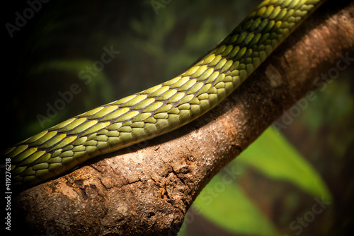 Snake (ID: 419276218)