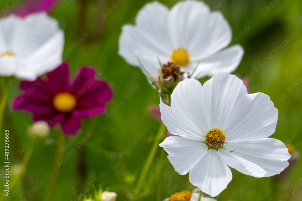 A flower garden with stark white cosmos flowers, they have long dainty petals, the centers are yellow with dark pink. The plants are on long tall stems. The background is of various green shades. A flower garden with stark white cosmos flowers, they have long dainty petals, the centers are yellow with dark pink. The plants are on long tall stems. The background is of various green shades.