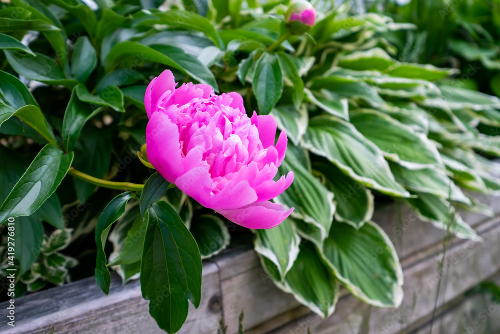 A large double pink flowering Chinese peony in a garden box with a variety of hosta plants. The fragrant rose style flower is growing and reaching out towards sunshine with dark green leaves. A large double pink flowering Chinese peony in a garden box with a variety of hosta plants. The fragrant rose style flower is growing and reaching out towards sunshine with dark green leaves.