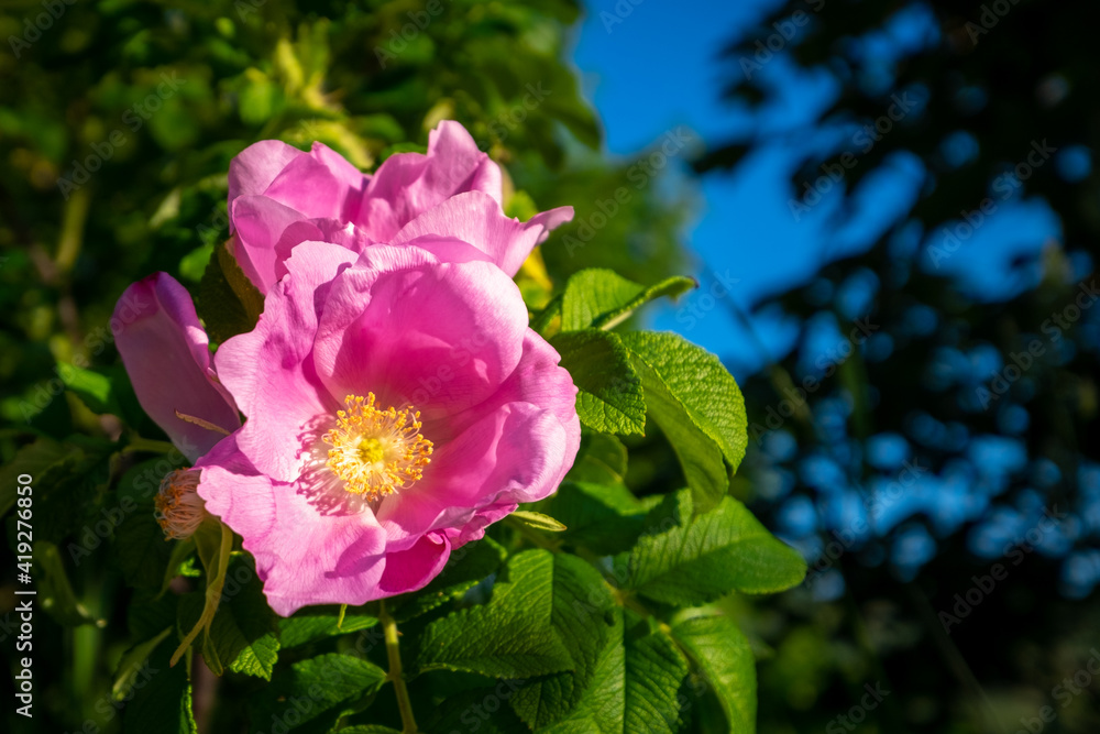 A large pink flower, wild cinnamon rose, with a yellow center. The stamens are yellow, petals are papery and pink with a shiny surface. The stem and leaves are a rich green with the sun shining. A large pink flower, wild cinnamon rose, with a yellow center. The stamens are yellow, petals are papery and pink with a shiny surface. The stem and leaves are a rich green with the sun shining.