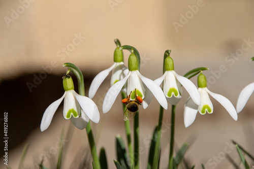 snowdrops with bee