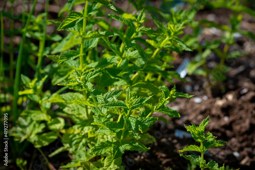 An organic summer savoury herb plant with a bitter flavour and aroma growing in a garden on a farm. The fresh sprig of the tall herb plant has bright green leaves, thin stalks and a thick shrub.