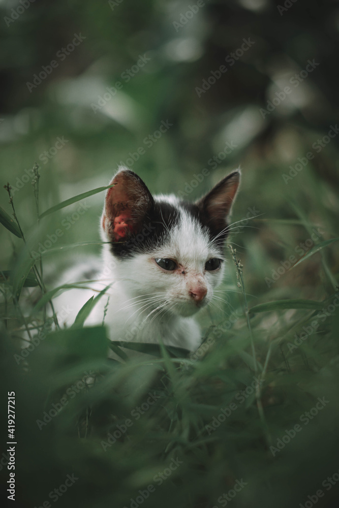cat in the grass cat in the grass