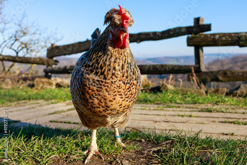 Patterned Brown and Black Chicken Standing Outdoors
