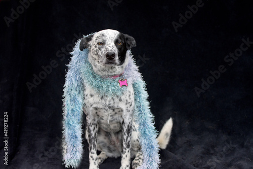 Fotografie Unique black and white female dog wearing a scarf and posing for the camera