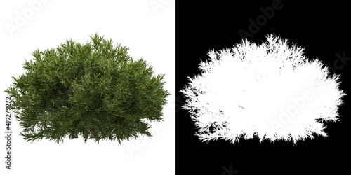 Left view of tree (Sabina Pingii) png with alpha channel to cutout 3D rendering	
