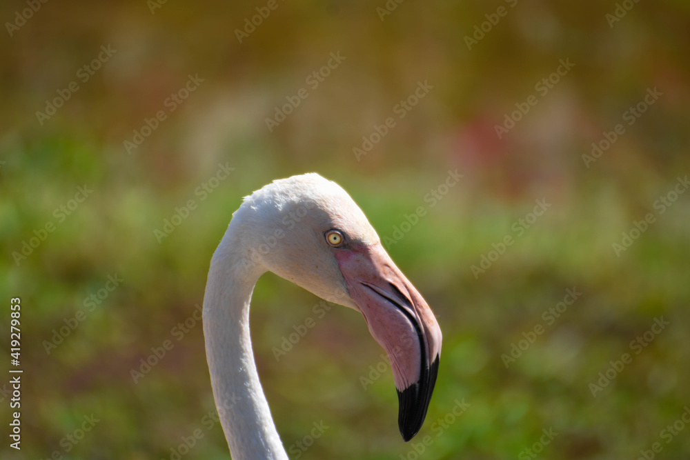 Fototapeta premium White flamingo A bird with long legs and neck Its beak is large and likes to stand on one leg while sleeping.