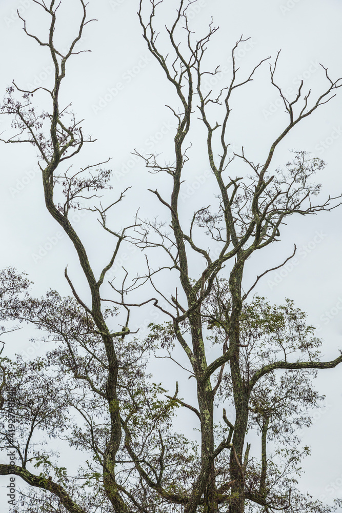 USA, Maine, Wiscasset. Tree silhouette during autumn. USA, Maine, Wiscasset. Tree silhouette during autumn.