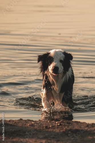 Border collie