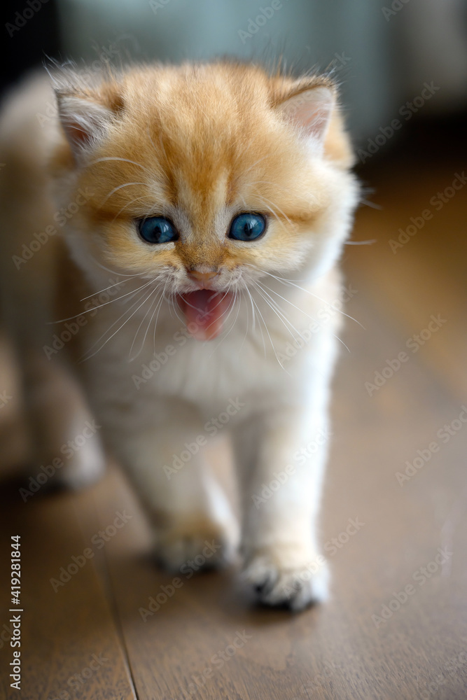 British shorthair kitten, golden colour, walking and yawning. After waking up, The face is funny and very cute, the cat walks on the wooden floor indoors.