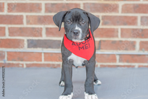 Adorable lab mix puppy hoping to get adopted  © chrt2hrt