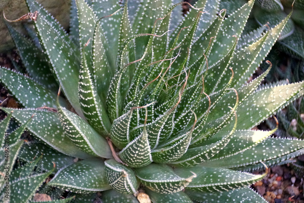 Lace Aloe plants, originally from South Africa Lace Aloe plants, originally from South Africa