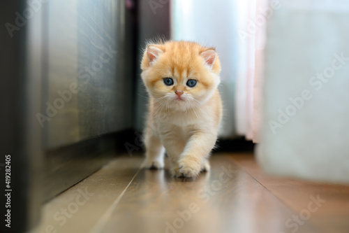 Quadro em tela British shorthair kitten, golden color, purebred and beautiful, cat walking by the window on the wooden floor indoors, very cute and adorable face