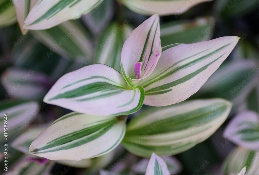 Fototapeta premium Beautiful green, white and purple color of Small-Leaf Spiderwort Nanouk