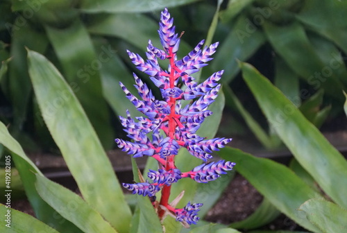 Slika na platnu The bright blue and red bromeliad flowers