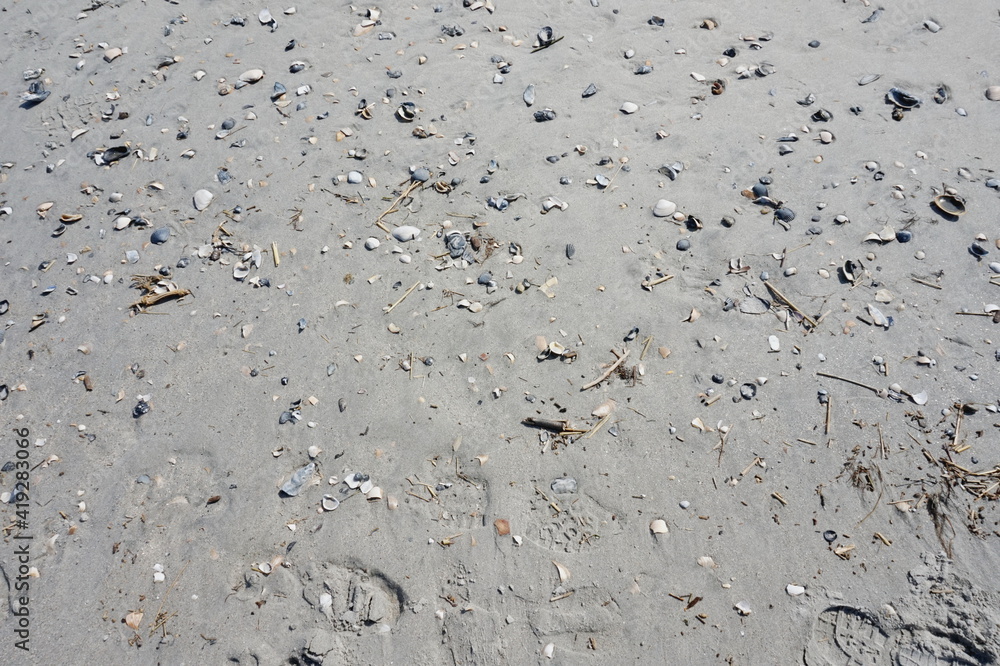Shells Debris on Wet Beach Sand Shells Debris on Wet Beach Sand