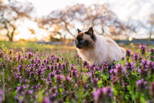 Schilderij op canvas Balinese cat on Spring Flowers