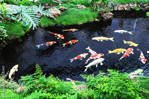 Canvas Print golden fish in pond