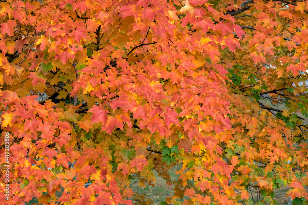Colorful fall foliage, Massachusetts, USA. Colorful fall foliage, Massachusetts, USA.