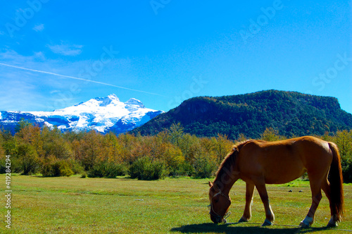 Gaucho Horse in Pasture - Argentina