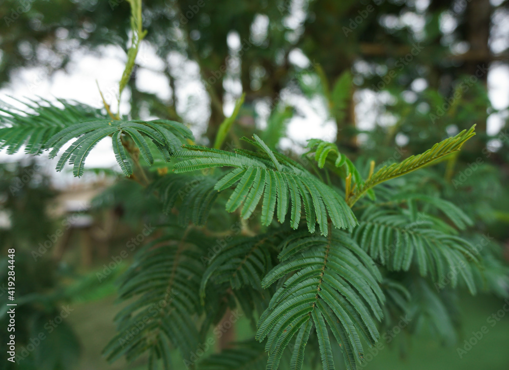 Calliandra calothyrsus with young leaves that are beginning to grow. It