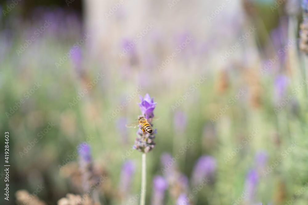 Obraz premium La abeja está comiendo de la flor. 