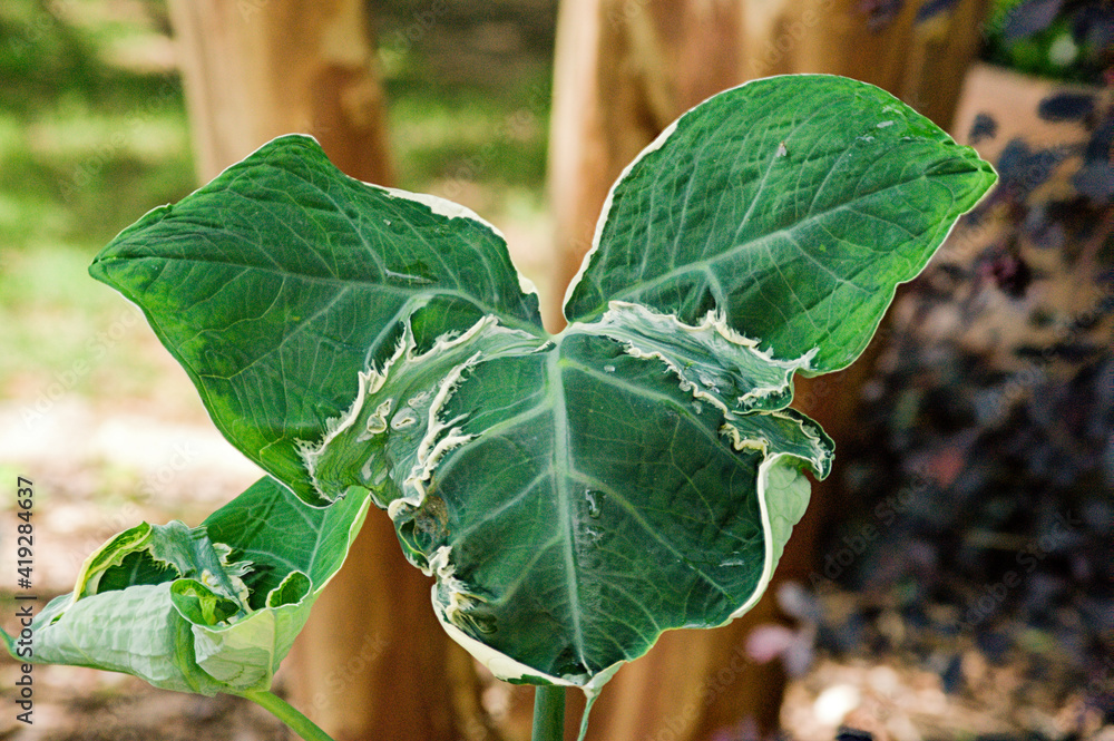 Obraz premium Trifoliate Leaf
