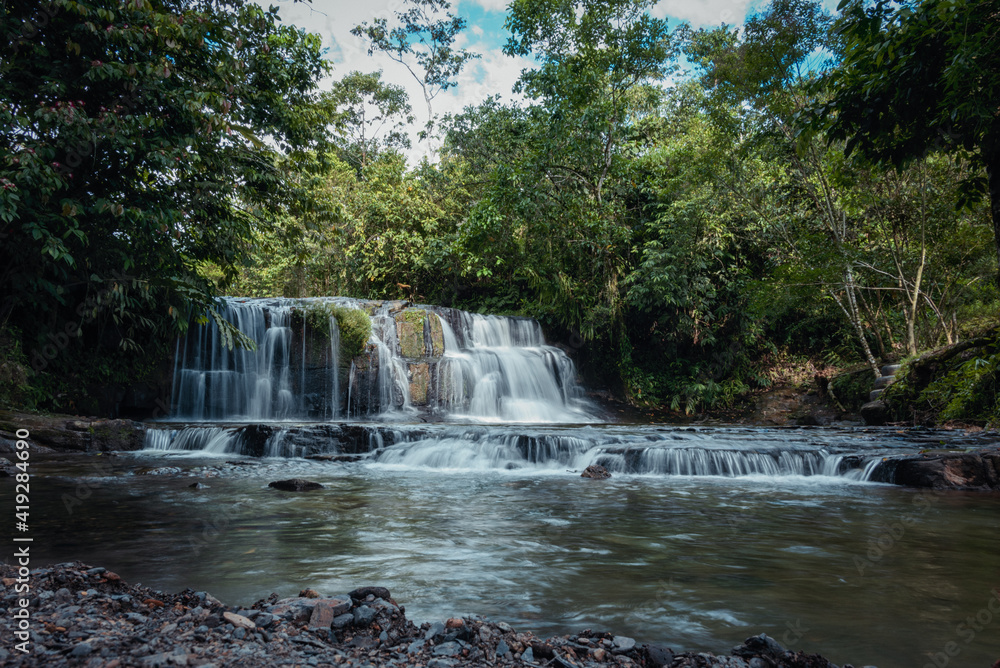 Fototapeta premium Jungle 1