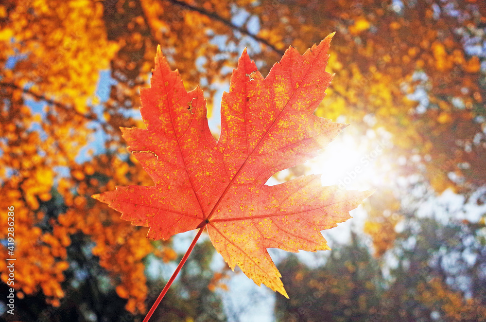 maple leaf in sunlight