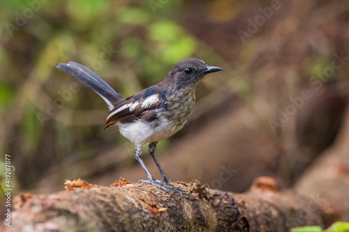 beautiful oriental-magpie robin in nature
