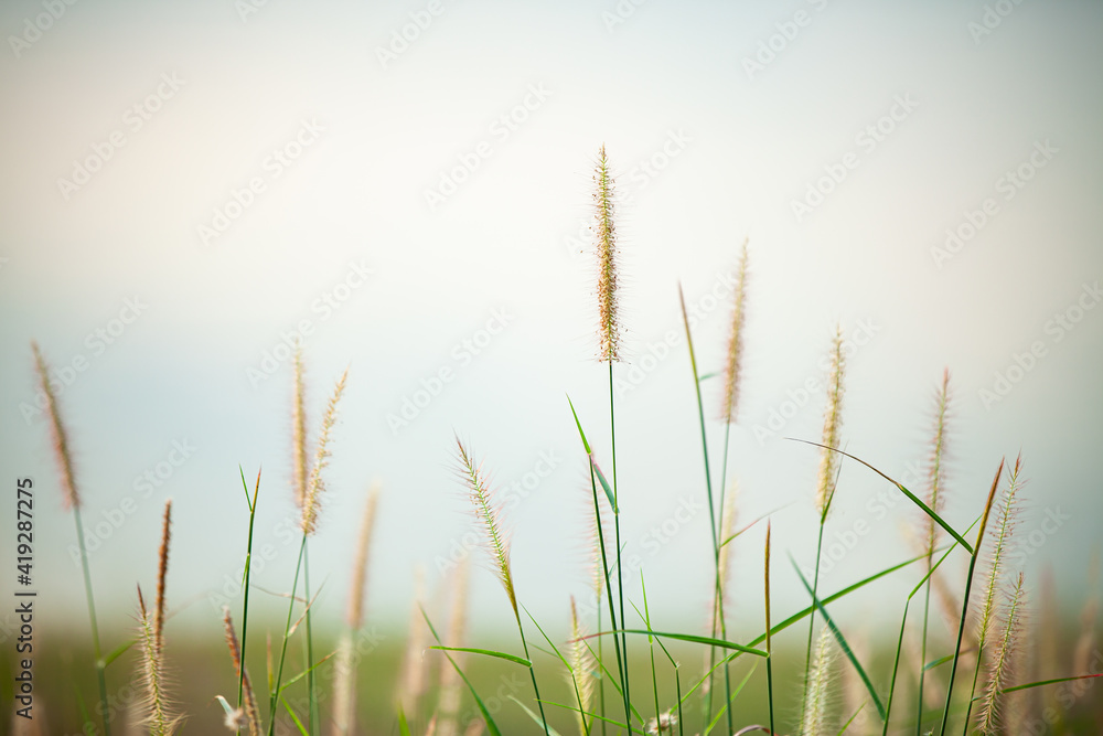 Fototapeta premium Colorful flower and blur on the summer meadow.