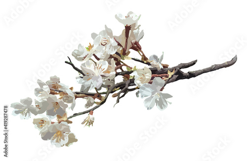 フォトリアルな桜の花と枝