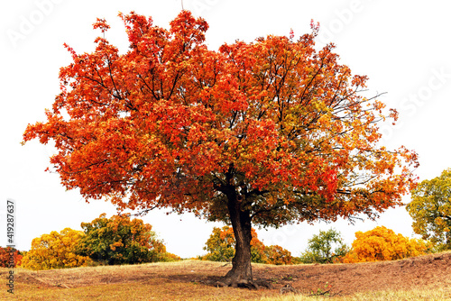 Five-pointed maple tree
