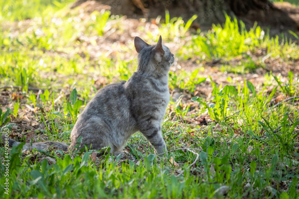 A beautiful fluffy gray cat sits on a green lawn in the sunset light