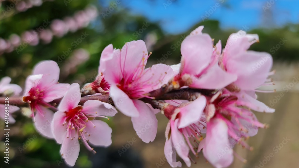 pink magnolia flowers on a tree