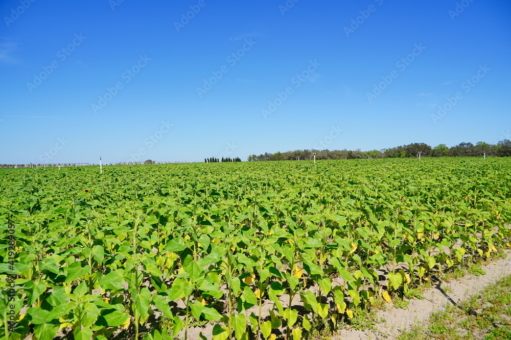 A modern you pick sunflower farm 