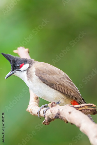 The red-whiskered bulbul (Pycnonotus jocosus), or crested bulbul photo