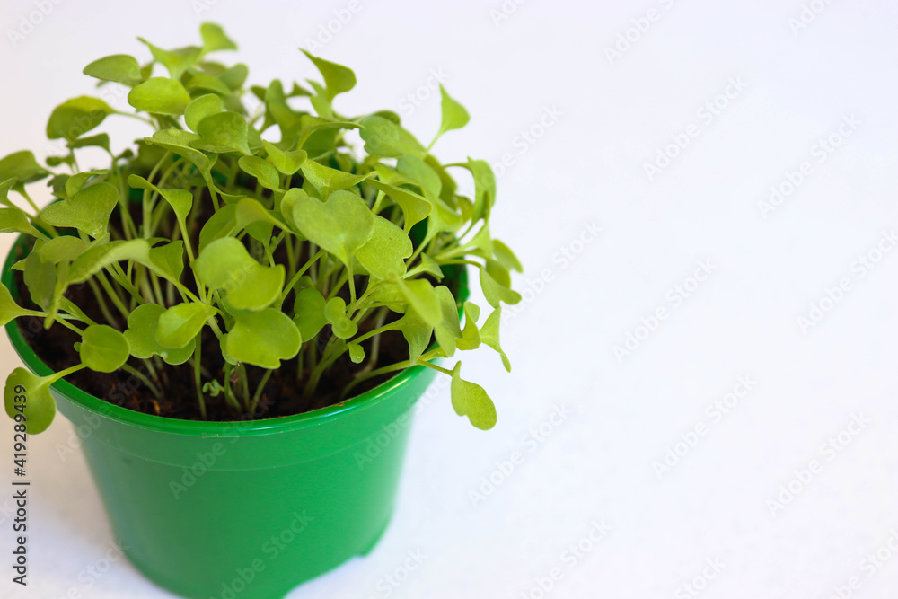 Fototapeta premium home-grown young arugula