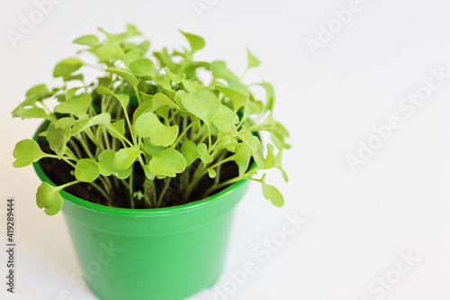 Wallpaper Mural home-grown young arugula Torontodigital.ca