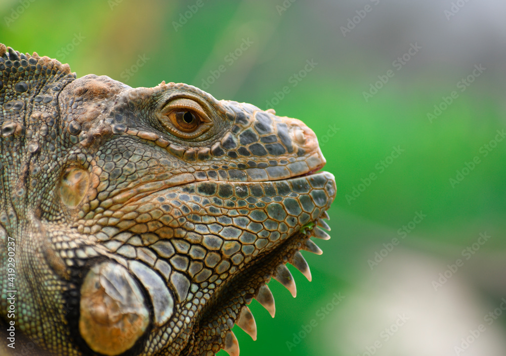 Iguana Mexicana del caribe mexicano Iguana Mexicana del caribe mexicano