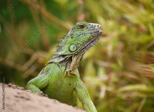 Iguana Mexicana del caribe mexicano photo
