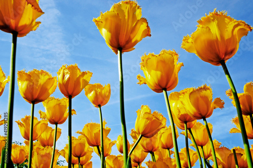 Fototapeta Naklejka Na Ścianę i Meble -  tulip flower in sunlight
